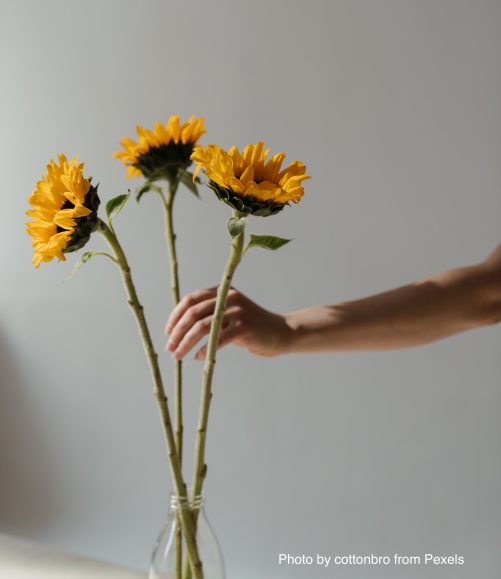 person-holding-yellow-sunflowers-4272629